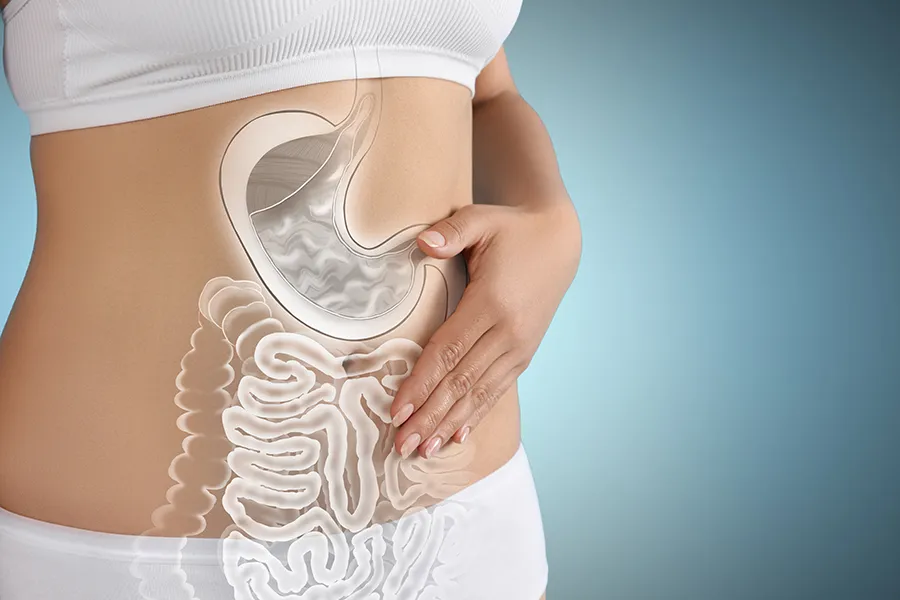 Gut-Health-Doctor Close up of the midriff of a woman with white underwear and an illustration of the digestive system superimposed over the image. Get help for digestive issues and gut health from Marina Fay, PA-C in Aventura-North Miami.