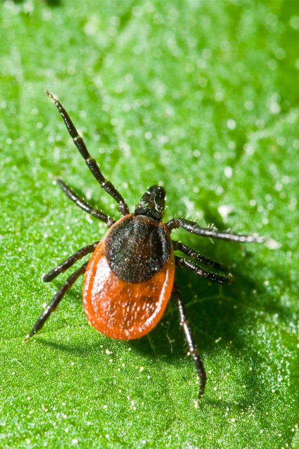 Close up of a tick on a leaf. Get treatment for Lyme Disease from Marina Fay, PA-C in Aventura-North Miami.