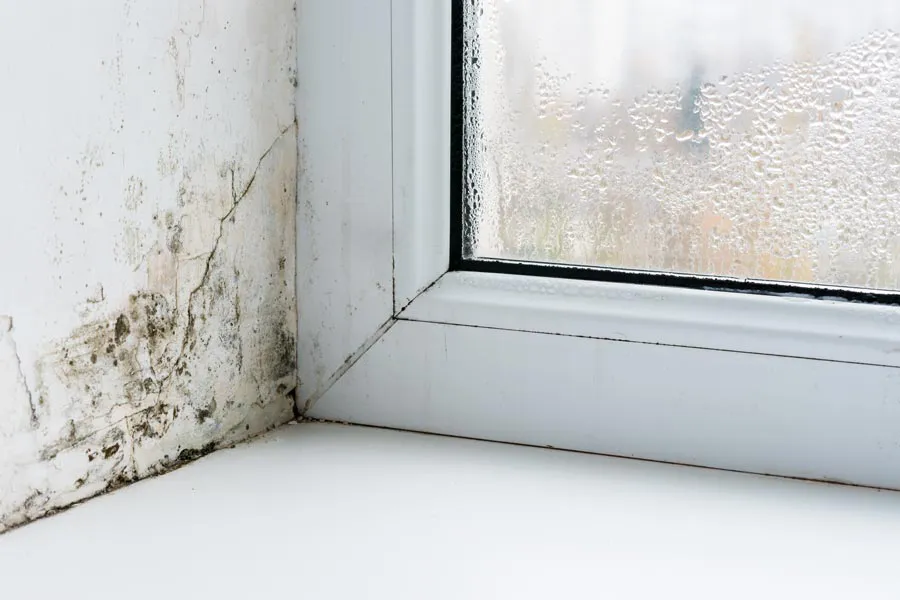 Mold-and-Mycotoxin-Clinic Mold buildup in the corner of a window sill. Get treatment for mold and mycotoxin illness from Marina Fay, PA-C in Aventura-North Miami.